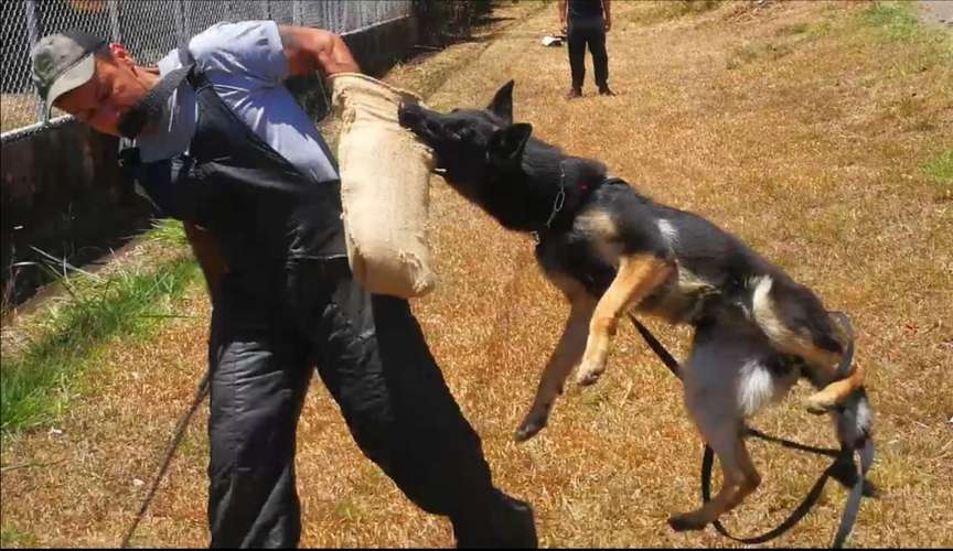 Adiestramiento K9 Ankara  - Imagen 9