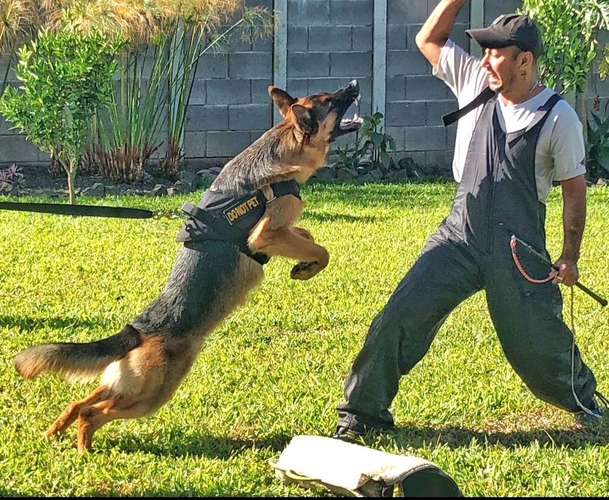 Adiestramiento K9 Ankara  - Imagen 4