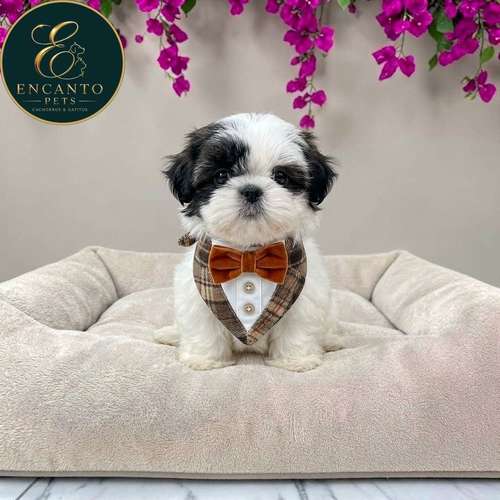 Cachorro MALTIPOO disponible