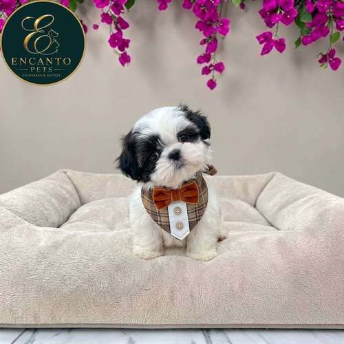 Cachorro MALTIPOO disponible - Imagen 3