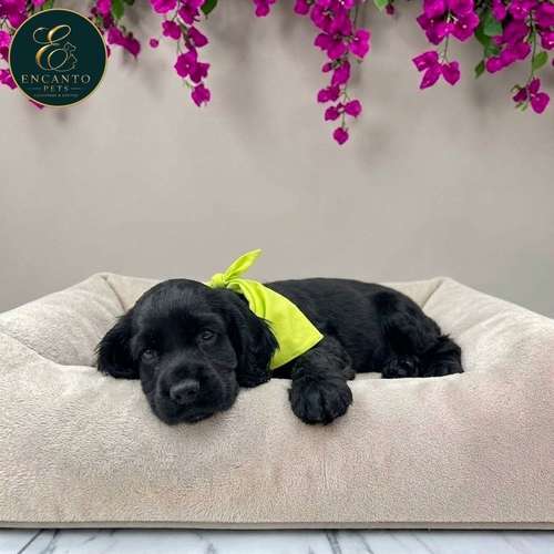 Cachorro COCKER SPANIEL INGLES TRADICIONAL disponible - Imagen 3