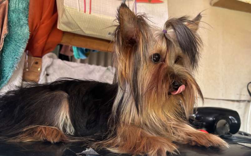 Yorkies mini 