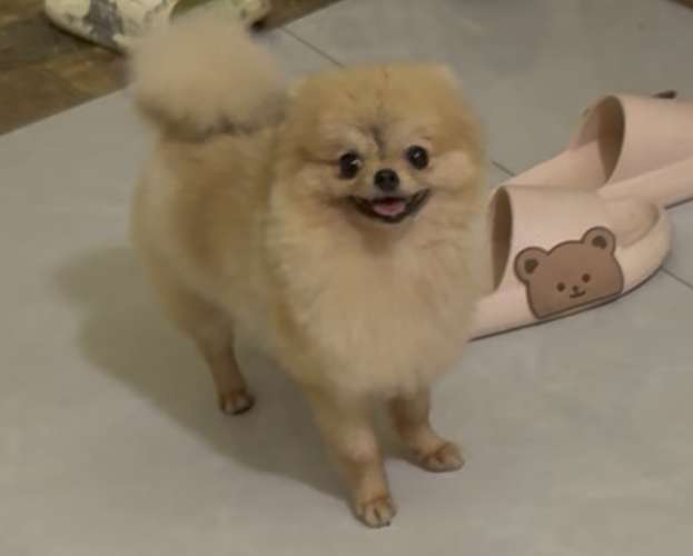 Pomeranian Mini Cara oso 
