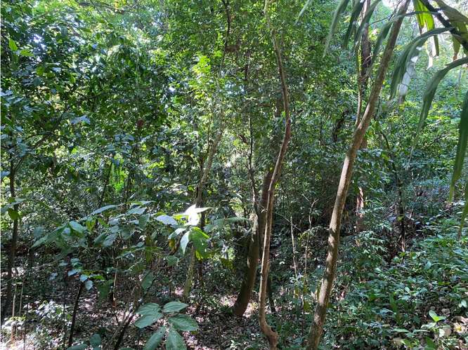 VENTA DE LOTE CON RANCHO, SAN JOSE, TURRUBARES, SAN FRANCISCO - Imagen 11