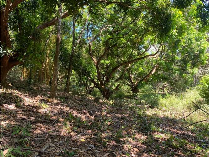 VENTA DE LOTE CON RANCHO, SAN JOSE, TURRUBARES, SAN FRANCISCO - Imagen 16