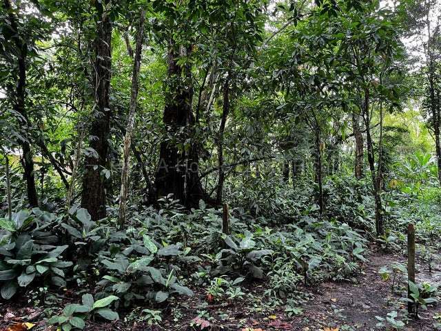 Venta de Lote en Puerto Viejo de Limón-Talamanca, Cahuita.  - Imagen 4