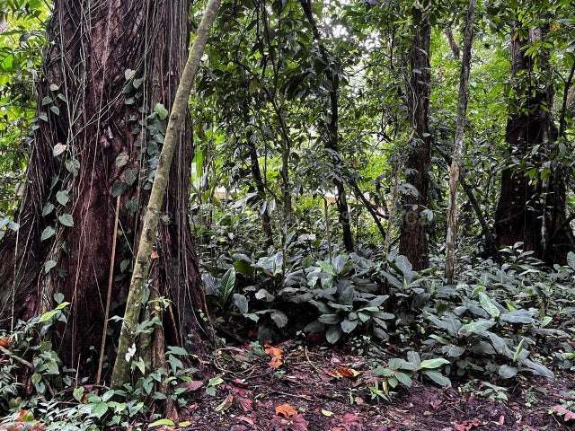Venta de Lote en Puerto Viejo de Limón-Talamanca, Cahuita.  - Imagen 2