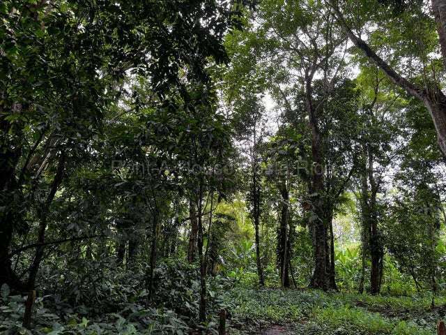 Venta de Lote en Puerto Viejo de Limón-Talamanca, Cahuita.  - Imagen 3
