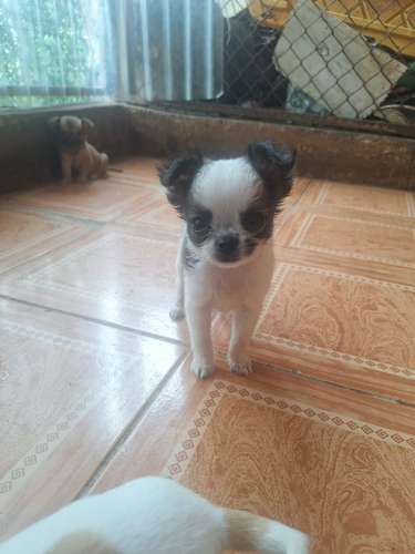 Chihuahua macho pelo largo mini cabeza de manzana  - Imagen 2