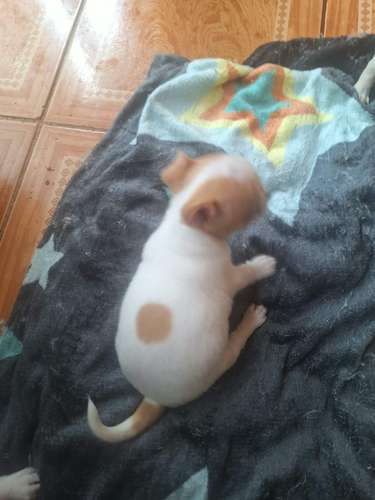 Chihuahua hembra pelo corto  - Imagen 3