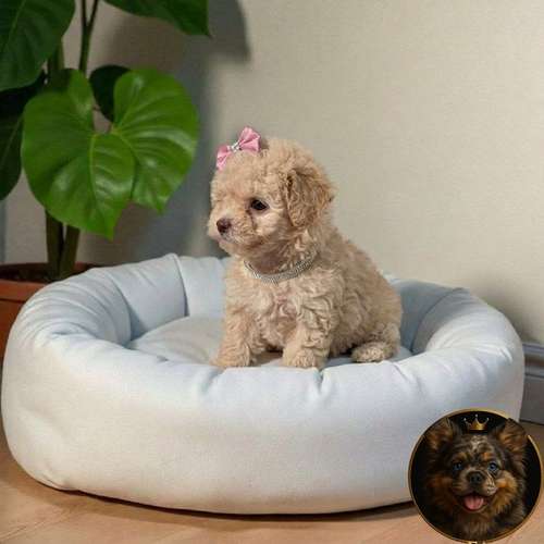 Cachorro French Poodle Mini Tradicional / Miniature Poodle disponible