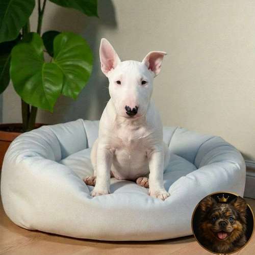 Cachorro Bull Terrier / Bull Terrier disponible