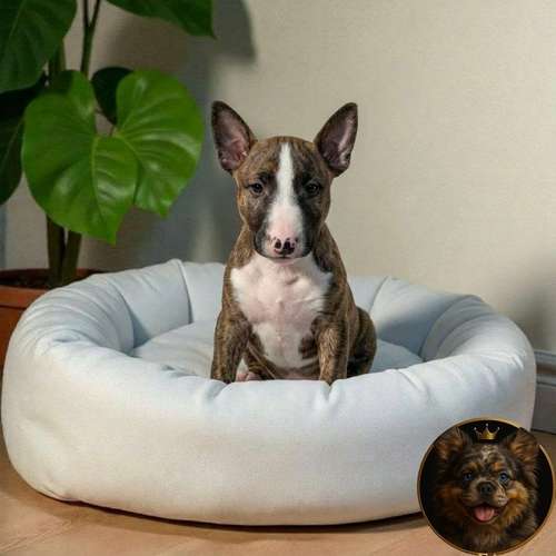 Cachorro Bull Terrier / Bull Terrier disponible