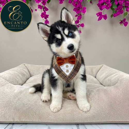 Cachorro HUSKY SIBERIANO disponible - Imagen 2