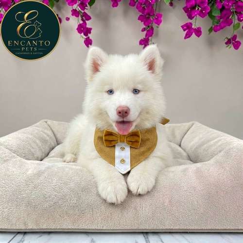 Cachorro HUSKY SIBERIANO disponible