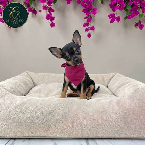 Cachorro DOBERMAN MINIATURA disponible - Imagen 9