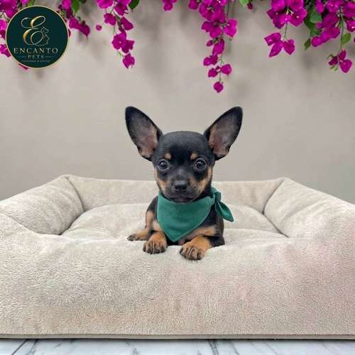 Cachorro DOBERMAN MINIATURA disponible - Imagen 2