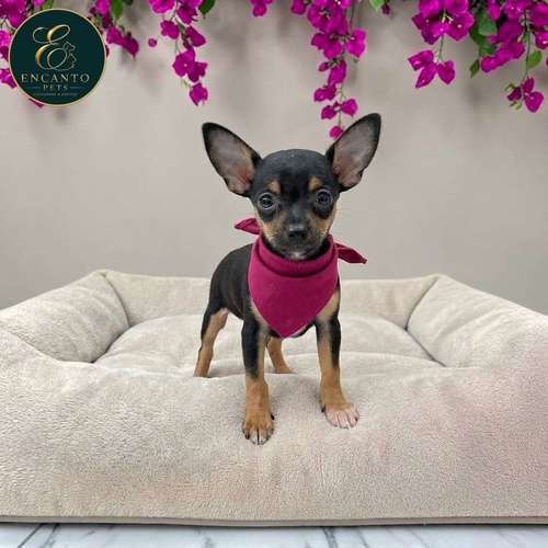 Cachorro DOBERMAN MINIATURA disponible - Imagen 8