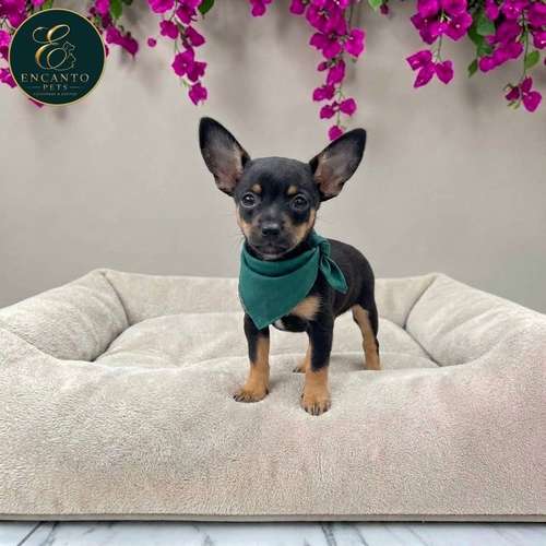 Cachorro DOBERMAN MINIATURA disponible