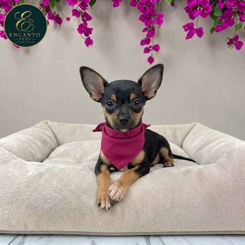 Cachorro DOBERMAN MINIATURA disponible - Imagen 6
