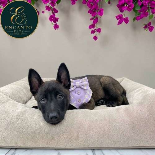 Cachorro PASTOR BELGA MALINOIS disponible - Imagen 6