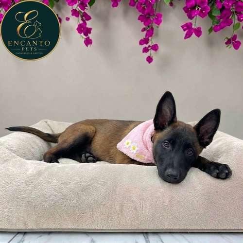 Cachorro PASTOR BELGA MALINOIS disponible - Imagen 3