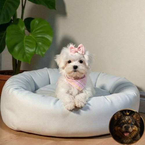 Cachorro Bichón Maltés / Maltese disponible