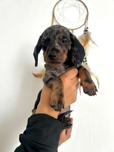 Perros salchichas/ ENTREGA INMEDIATA - Imagen 4