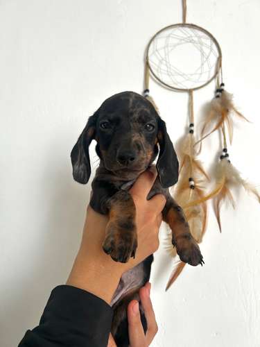 Perros salchichas/ ENTREGA INMEDIATA - Imagen 5