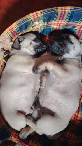 Pug   - Imagen 2