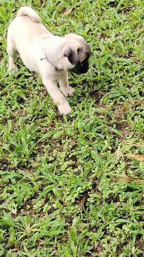 Pug  