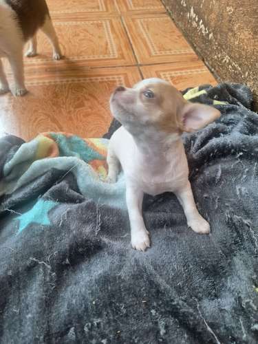 Chihuahua hembra pelo corto  - Imagen 2