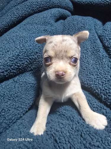 Chihuahua macho merle cabeza de manzana  - Imagen 3