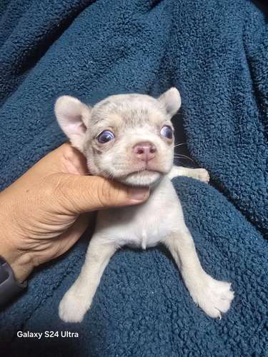 Chihuahua macho merle cabeza de manzana 