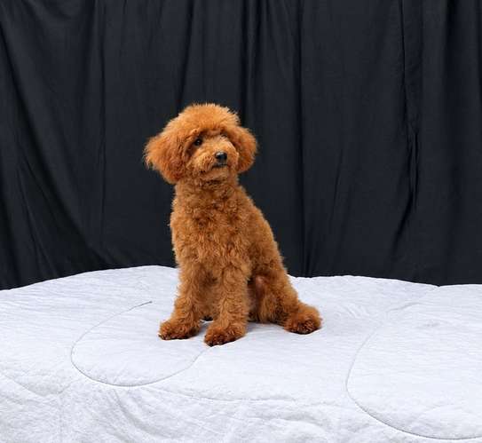 French Poodle hembra  - Imagen 2