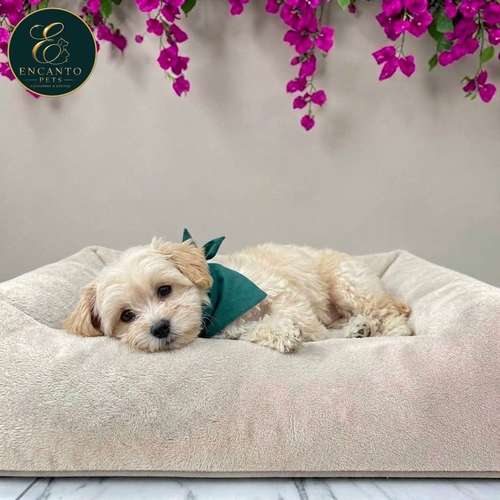Cachorro Pequinés Maltés / Pekingese Maltese Mix disponible - Imagen 10