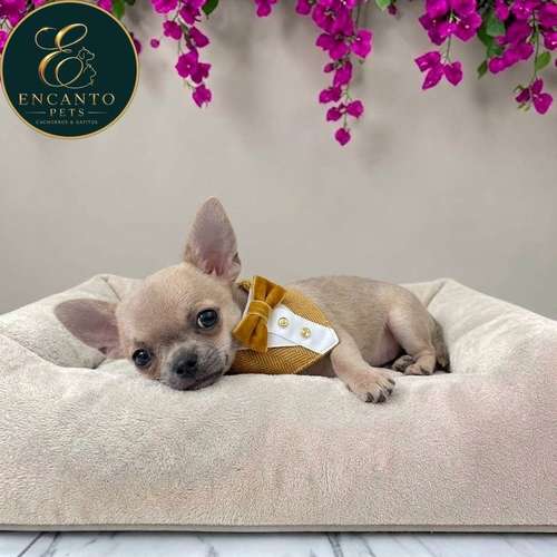 Cachorro CHIHUAHUA CABEZA DE MANZANA TRADICIONAL disponible - Imagen 6