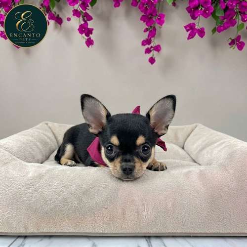 Cachorro CHIHUAHUA CABEZA DE MANZANA TRADICIONAL disponible
