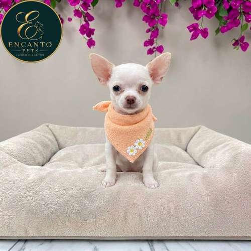 Cachorro CHIHUAHUA CABEZA DE MANZANA TRADICIONAL disponible - Imagen 2