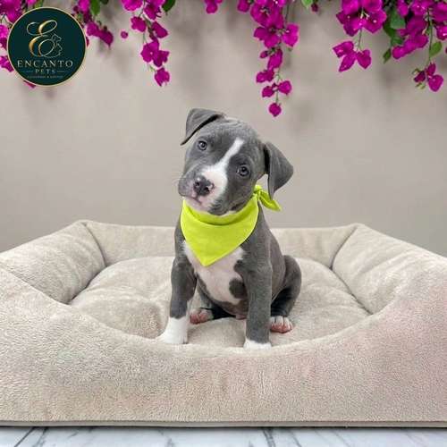 Cachorro AMERICAN STAFFORD disponible - Imagen 10