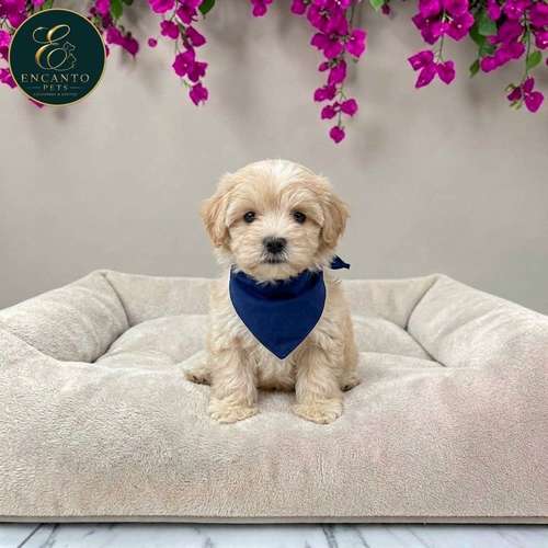 Cachorro Pequinés Maltés / Pekingese Maltese Mix disponible
