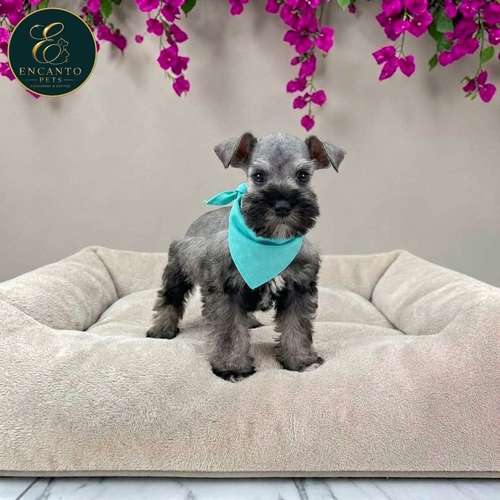 Cachorro Schnauzer Miniatura Salpimienta y Negro / Miniature Schnauzer Salt and Pepper and Black disponible