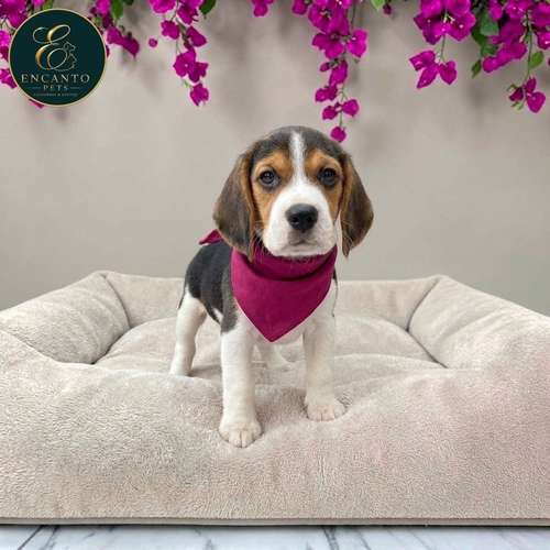 Cachorro BEAGLE POCKET AMERICANO TRADICIONAL disponible