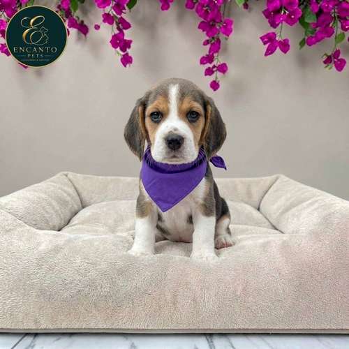 Cachorro BEAGLE POCKET AMERICANO TRADICIONAL disponible