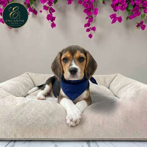 Cachorro BEAGLE POCKET AMERICANO TRADICIONAL disponible