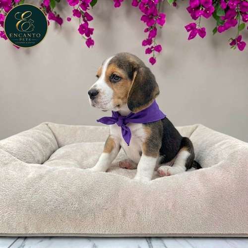 Cachorro BEAGLE POCKET AMERICANO TRADICIONAL disponible