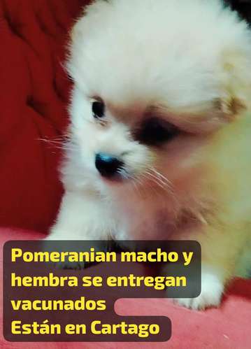 Pomeranian macho y hembra