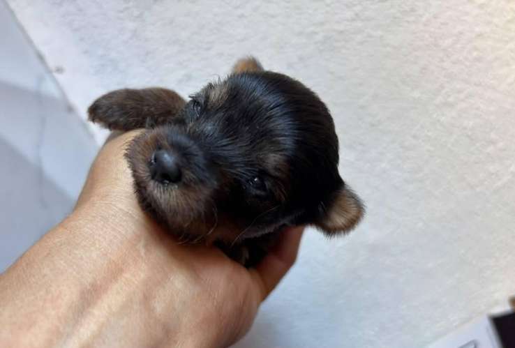 Yorkies mini