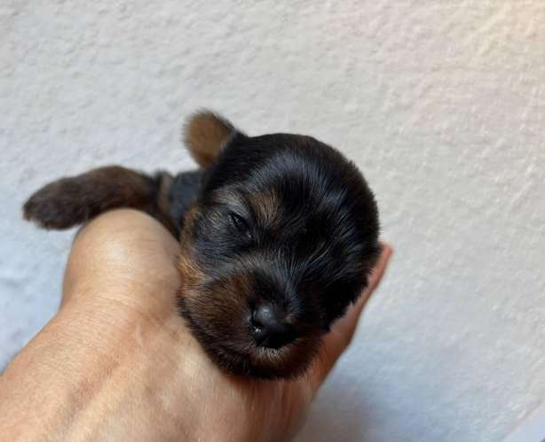 Yorkies mini