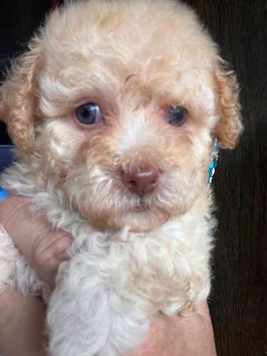 French poodle apricot